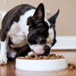 boston terrier puppy food