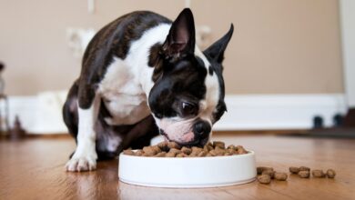 boston terrier puppy food