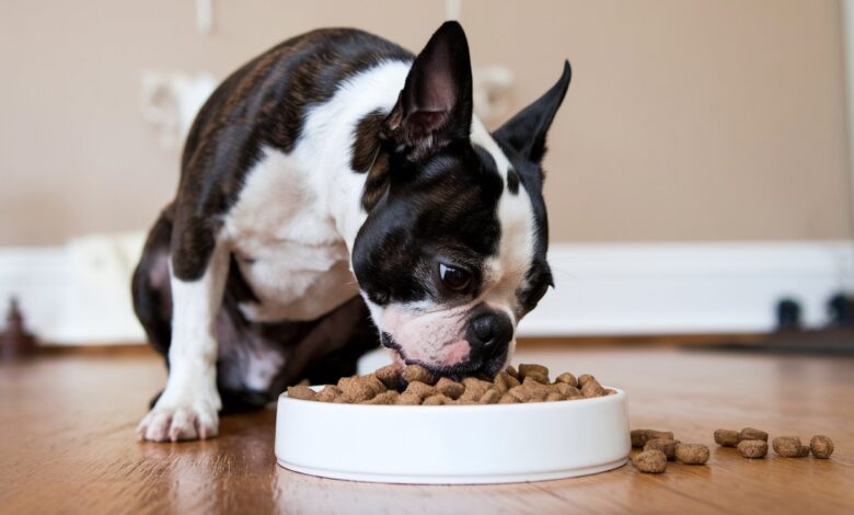 boston terrier puppy food