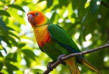 Colorful Quaker parrot on a branch in greenery.