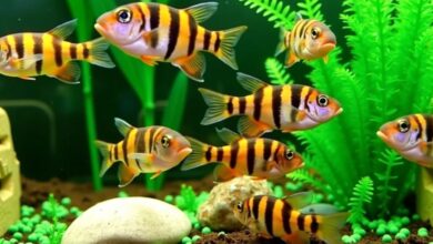 Colorful tiger barbs swimming in a 20-gallon tank.