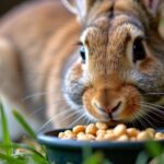 Rabbit eating goat feed in a grassy area.