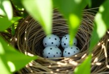 Blue Jay nest with speckled eggs among green leaves.