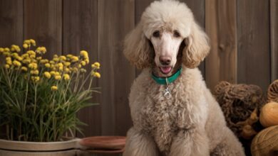 A Silver Beige Standard Poodle with curly fur sits indoors against a wooden background. The dog wears a teal collar with an attached silver bone-shaped tag and is surrounded by pots of yellow flowers and a basket of yarn. The poodle looks directly at the camera.