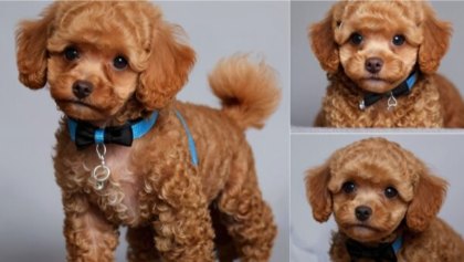 Three images of a cute, curly-haired brown puppy from the best toy poodle breeders wearing a black bow tie and a blue collar. The main image on the left shows the puppy standing facing forward, while the two smaller images on the right capture its different facial expressions.