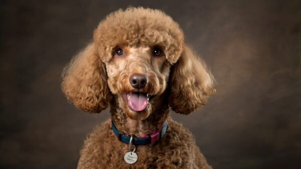 A light brown standard poodle with curly fur sits against a dark studio backdrop. The dog’s mouth is open, and its tongue is slightly out, giving the impression of a happy expression. The poodle wears a collar with a tag attached.