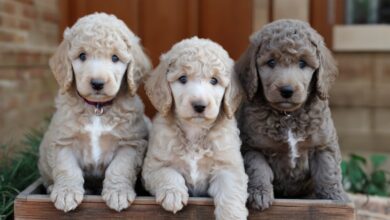 Three fluffy silver standard poodle puppies sit close together in a wooden box. The two on the left are light beige, and the one on the right is gray. All have curly fur and blue eyes, looking curiously at the camera with a house and greenery in the background.