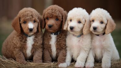 Four standard parti poodle puppies sit closely together in a row on a bed of straw. The two on the left are dark brown, while the two on the right are light cream colored. Each puppy wears a small collar and has a soft, curly coat. The background is softly blurred.