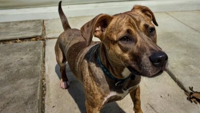 American Foxhound Pitbull Mix