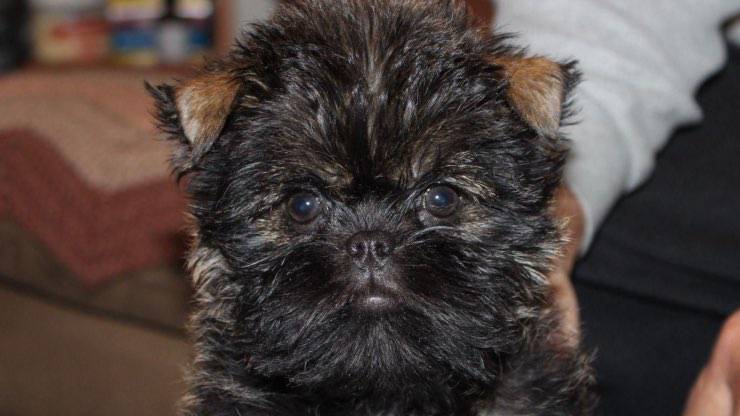 Affenpinscher Dog Allergies: Causes and Solutions