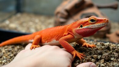 Red morph bearded dragon on a hand for size comparison.