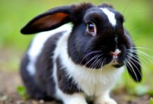 Magpie Holland Lop rabbit with black and white fur.